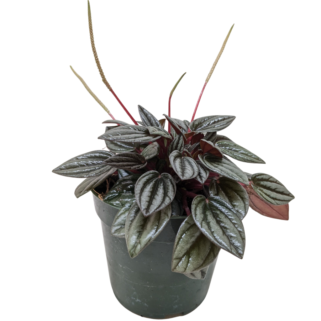 Peperomia 'San Marino'