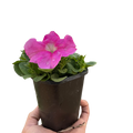 Petunia