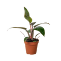 Philodendron 'Birkin Pink'