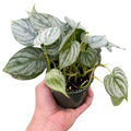 Philodendron 'Brandi'