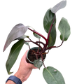 Philodendron 'Burgundy Princess' (Reverted Pink Princess) - B-Grade