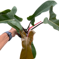 Philodendron 'Florida Bronze'