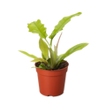 Philodendron 'Golden Crocodile'
