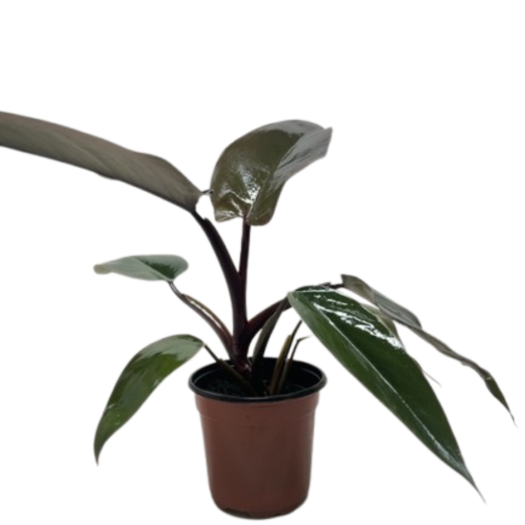 Philodendron Majesty