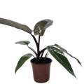 Philodendron Majesty