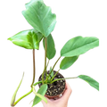 Philodendron Mayoi
