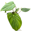 Philodendron 'Mcdowell'