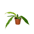 Philodendron 'Narrow Escape'