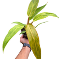 Philodendron 'Orange Marmalade'