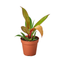 Philodendron 'Prince of Orange'