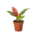 Philodendron 'Sun Red'