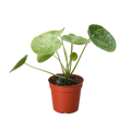 Pilea 'Mojito'