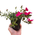 Purslane