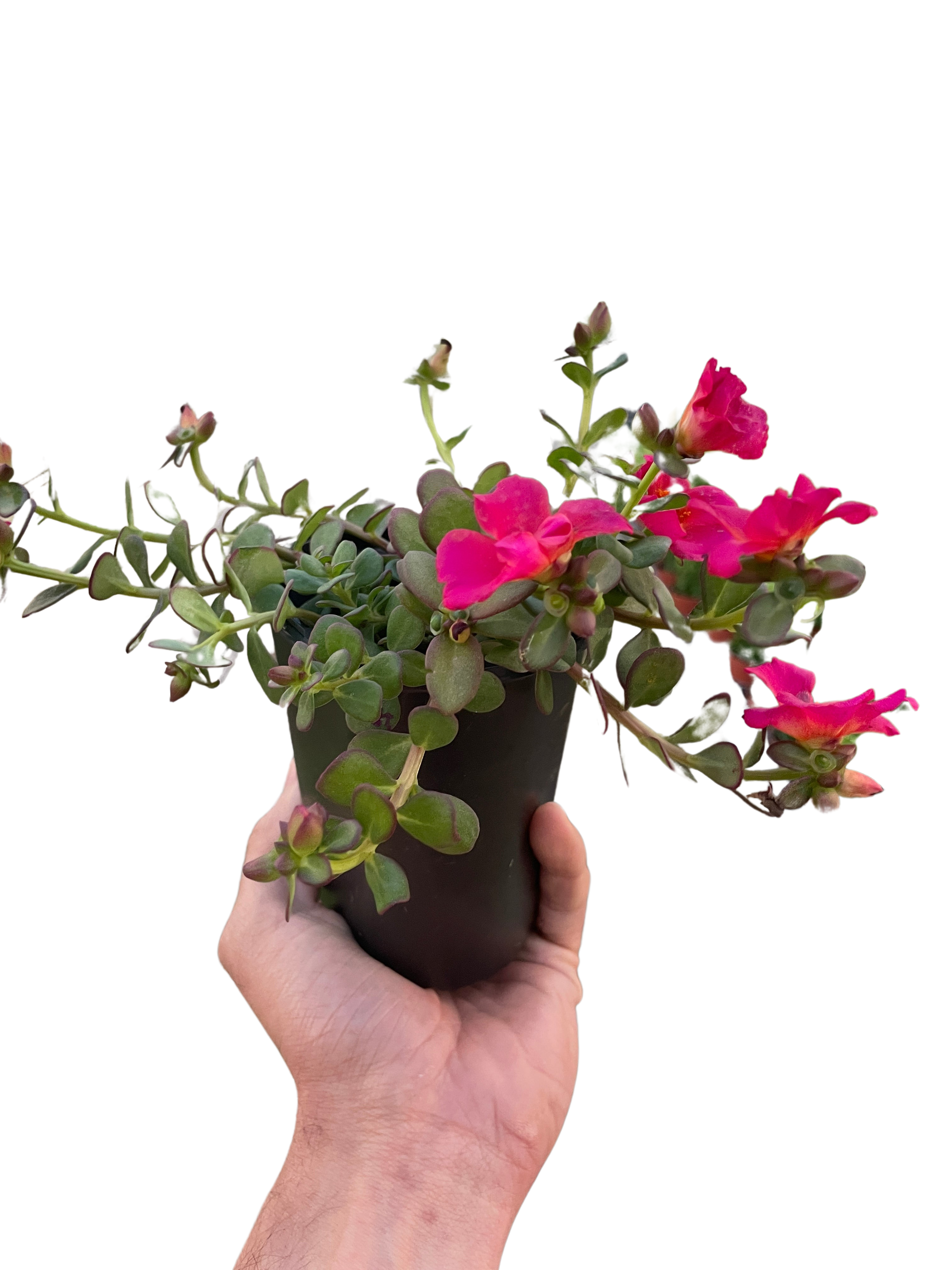 Purslane