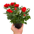 Mini Rose Bush
