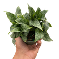 Schismatoglottis 'Thailand'