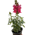 SnapDragon