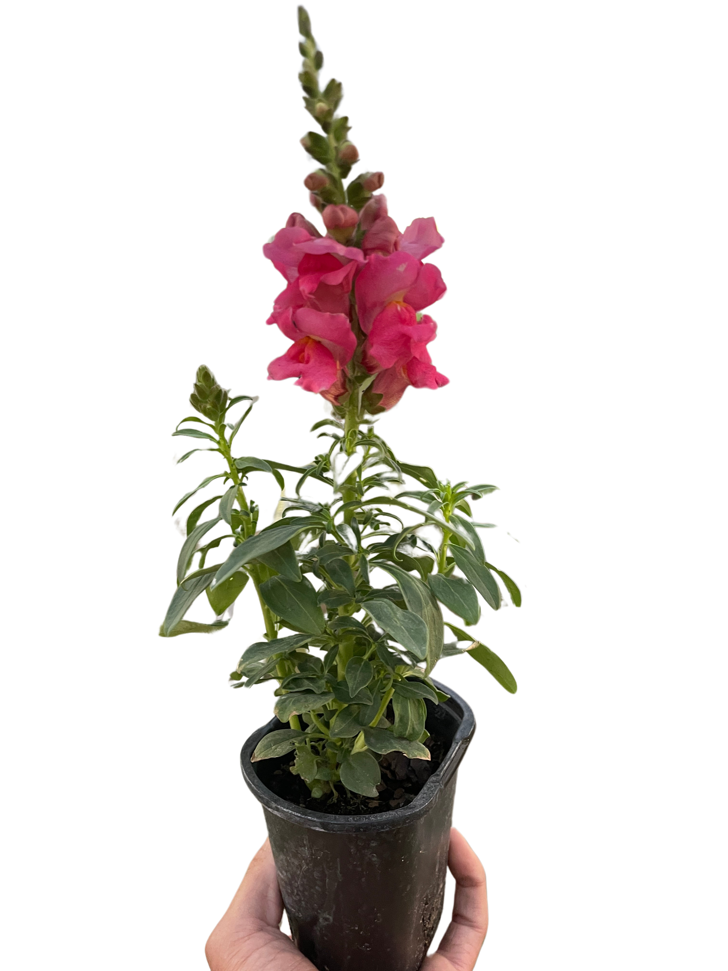 SnapDragon