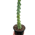 Boobie Cactus