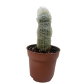 Succulent Cactus Old Man