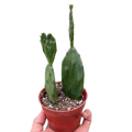Succulent Prickly Pear Cactus