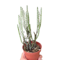 Succulent Euphorbia Aeruginosa