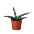 Succulent Stapelia African Starfish