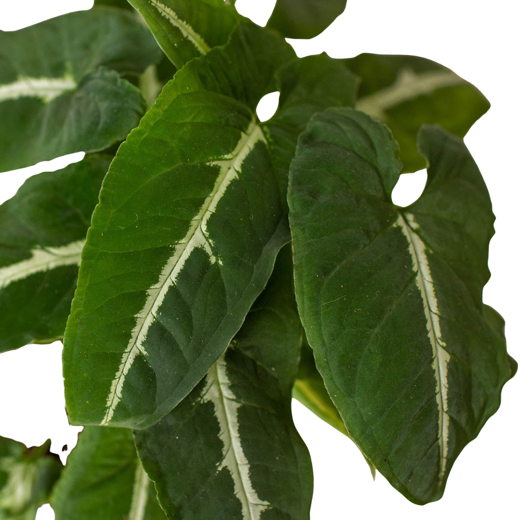 Syngonium wendlandii 'Black Velvet'