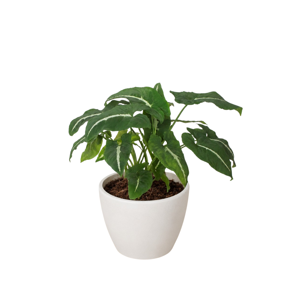Syngonium wendlandii 'Black Velvet'