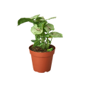Syngonium Roxanna