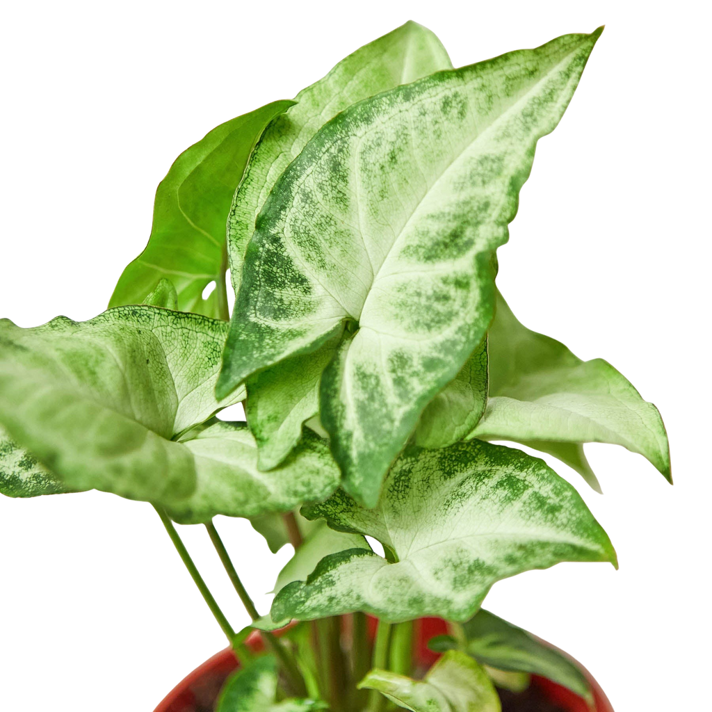 Syngonium 'White Butterfly'