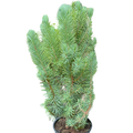 Blue Pine Trees
