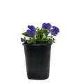Viola