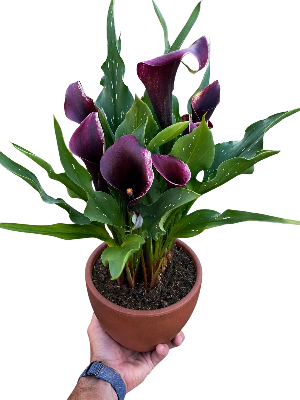 Calla Lily