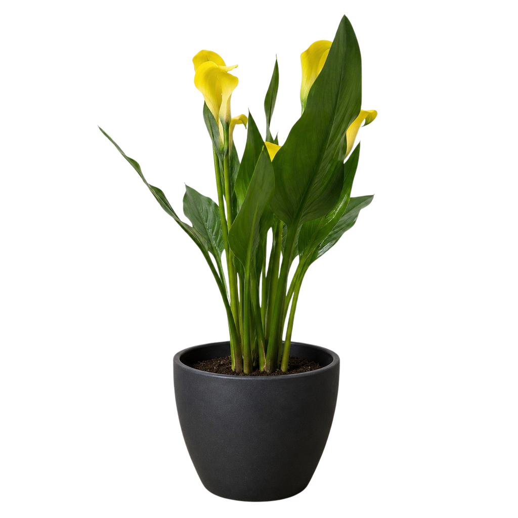 Calla Lily