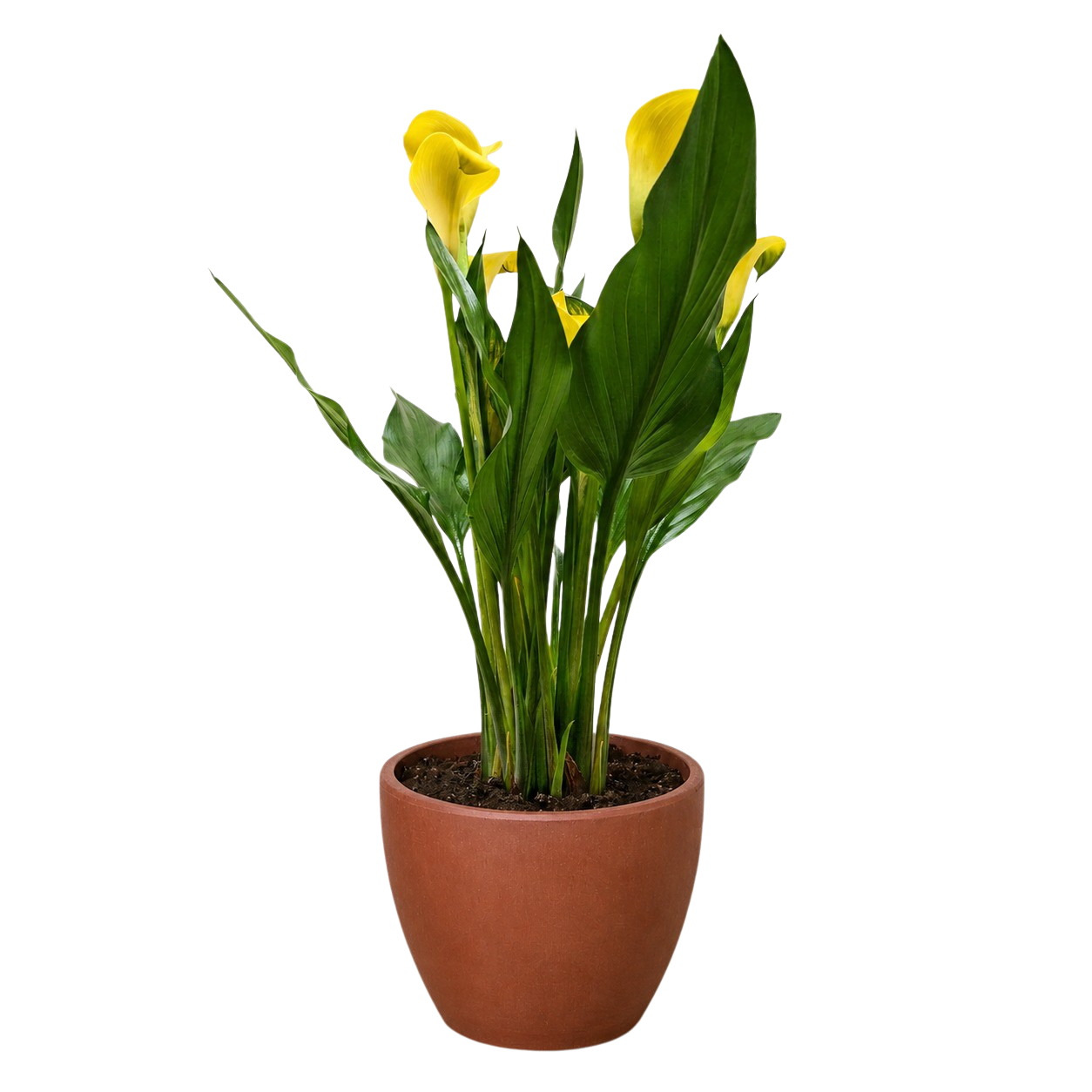 Calla Lily