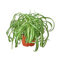 Spider Plant 'Bonnie' - 6" Pot - NURSERY POT ONLY