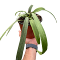 Anthurium 'Vittarifolium'