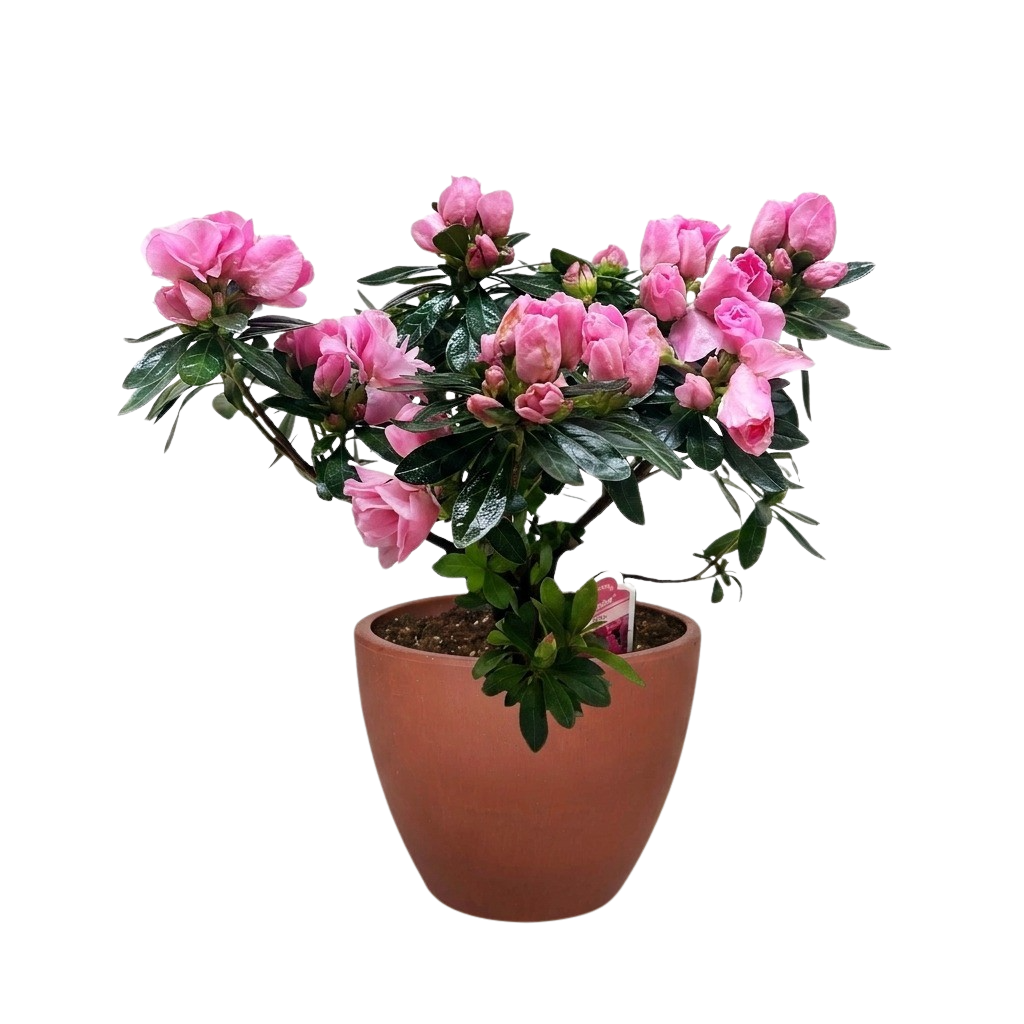 Azalea (Rhododendron)