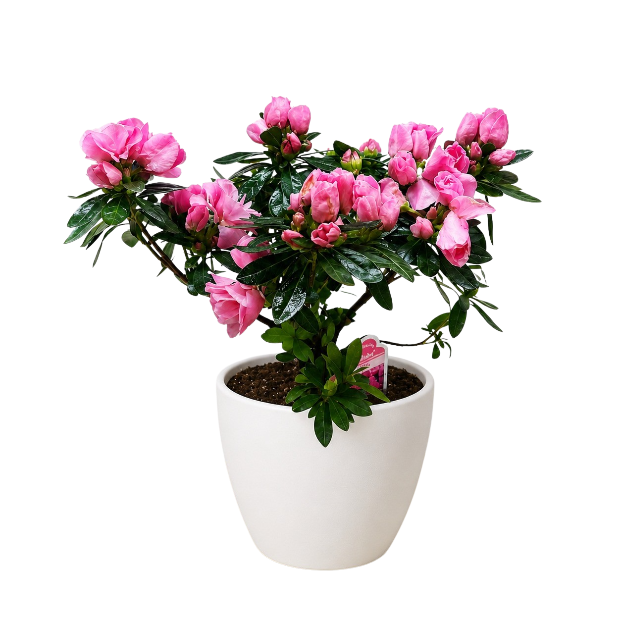 Azalea (Rhododendron)
