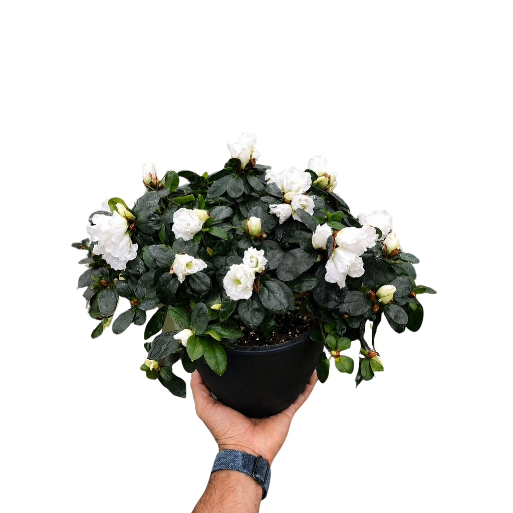Azalea (Rhododendron)