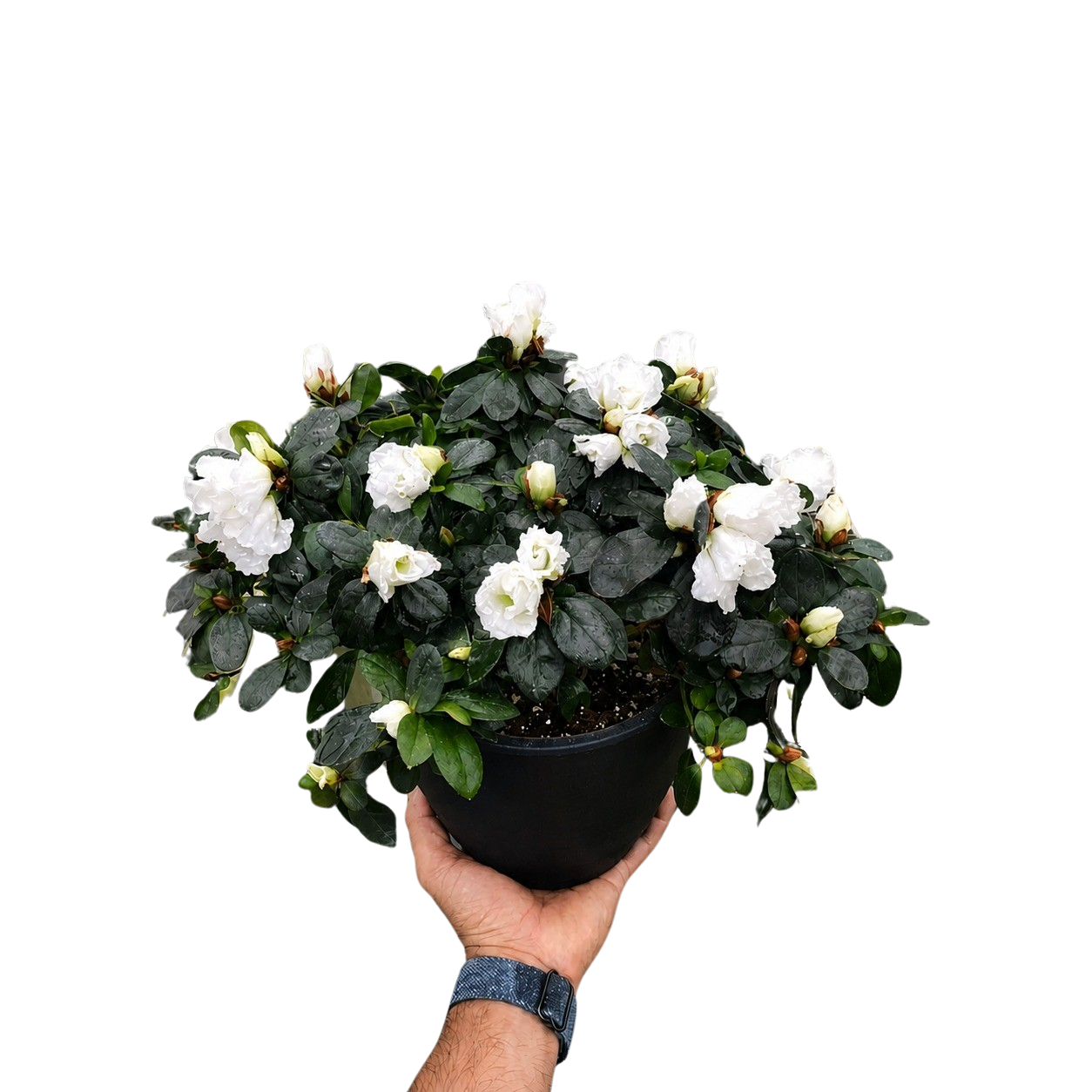Azalea (Rhododendron)