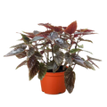 Begonia 'Corallina'