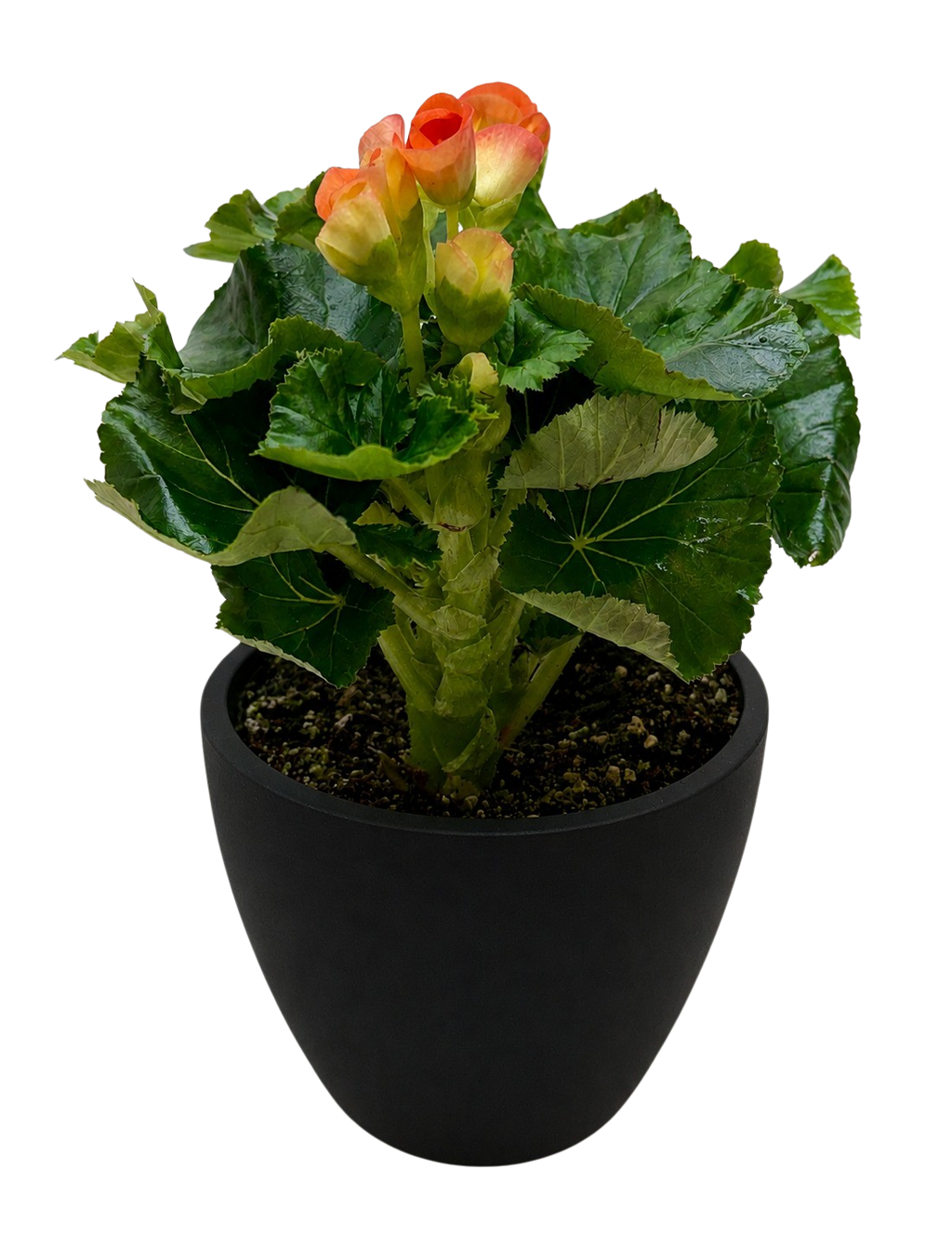 Begonia 'Reiger'