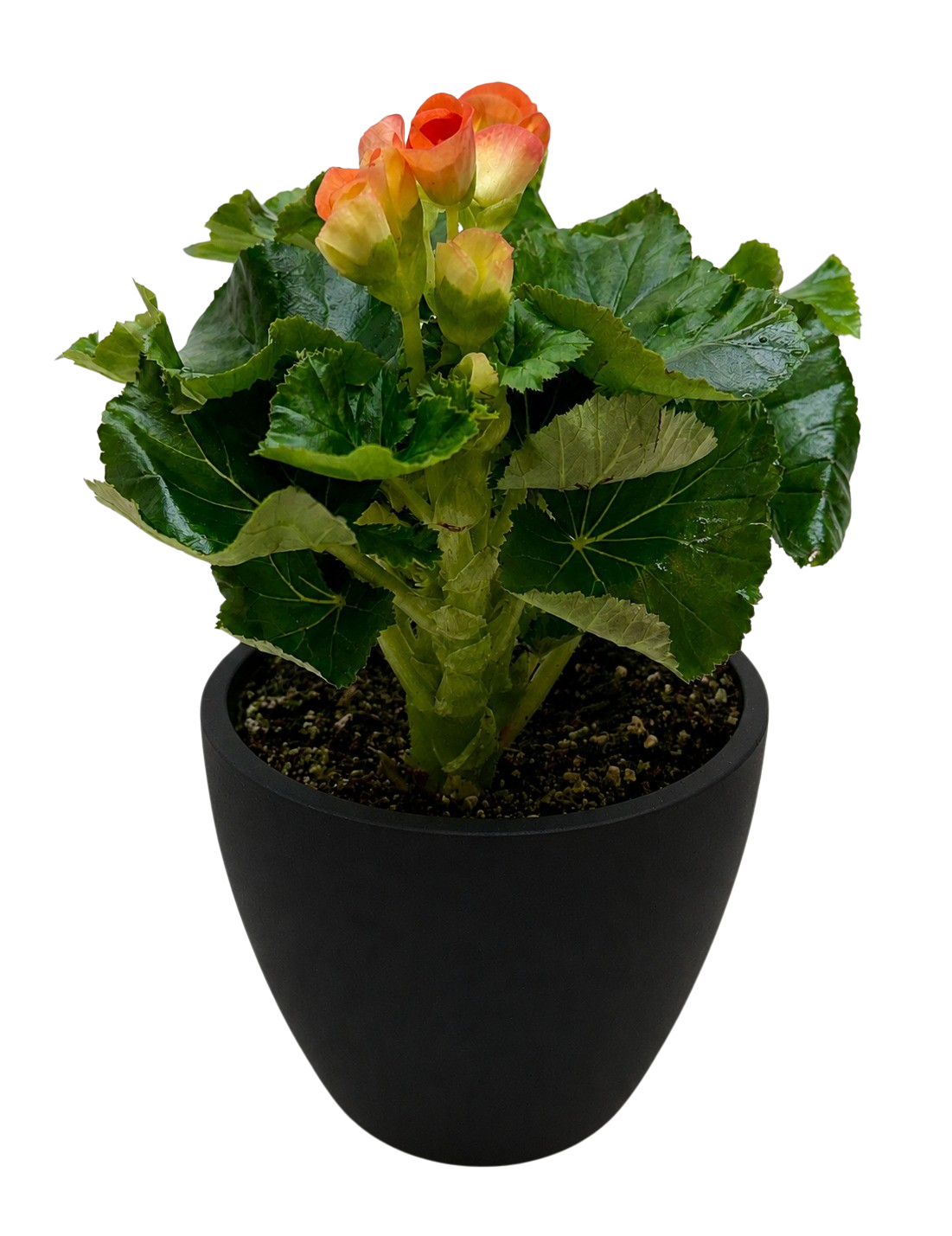 Begonia 'Reiger'