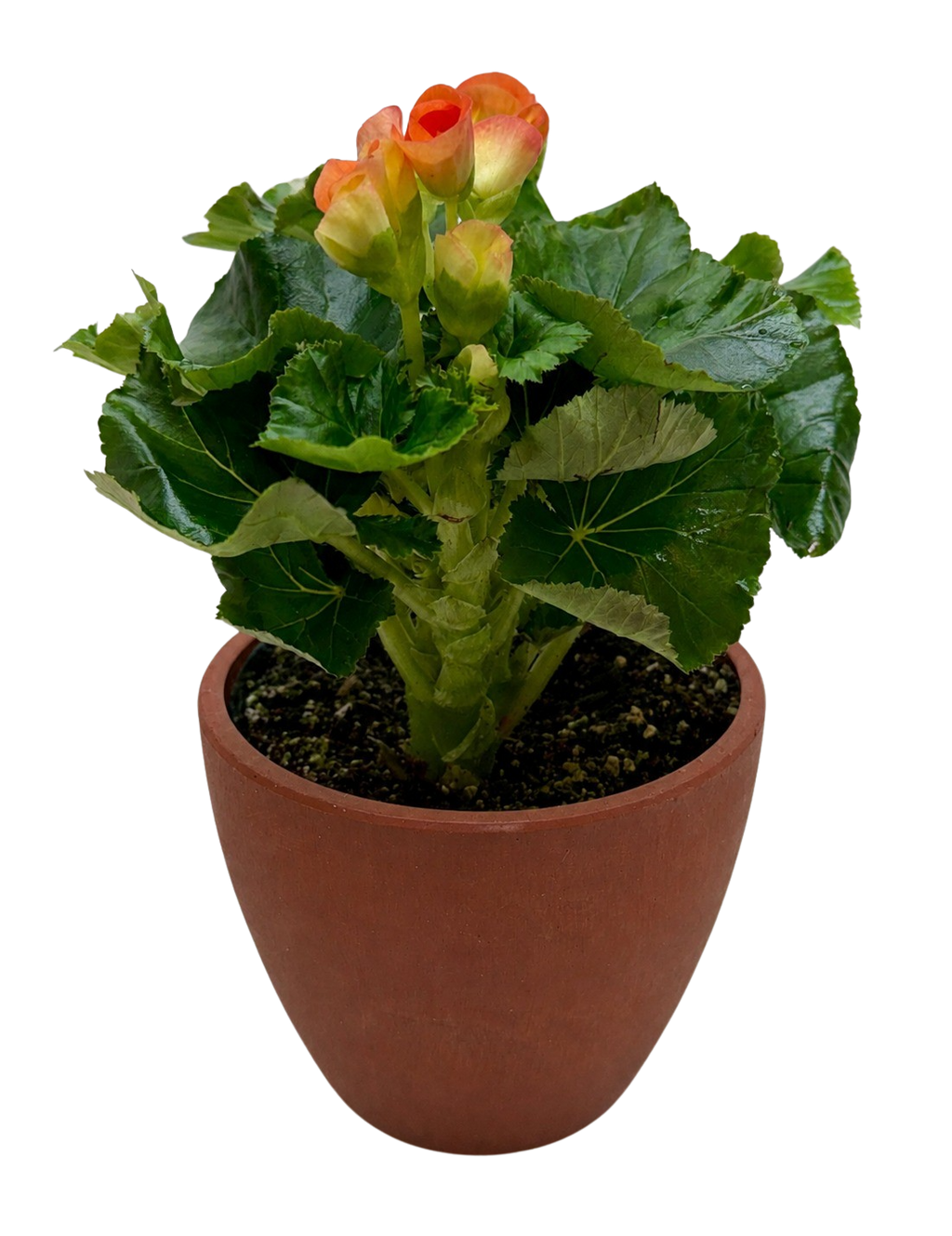 Begonia 'Reiger'