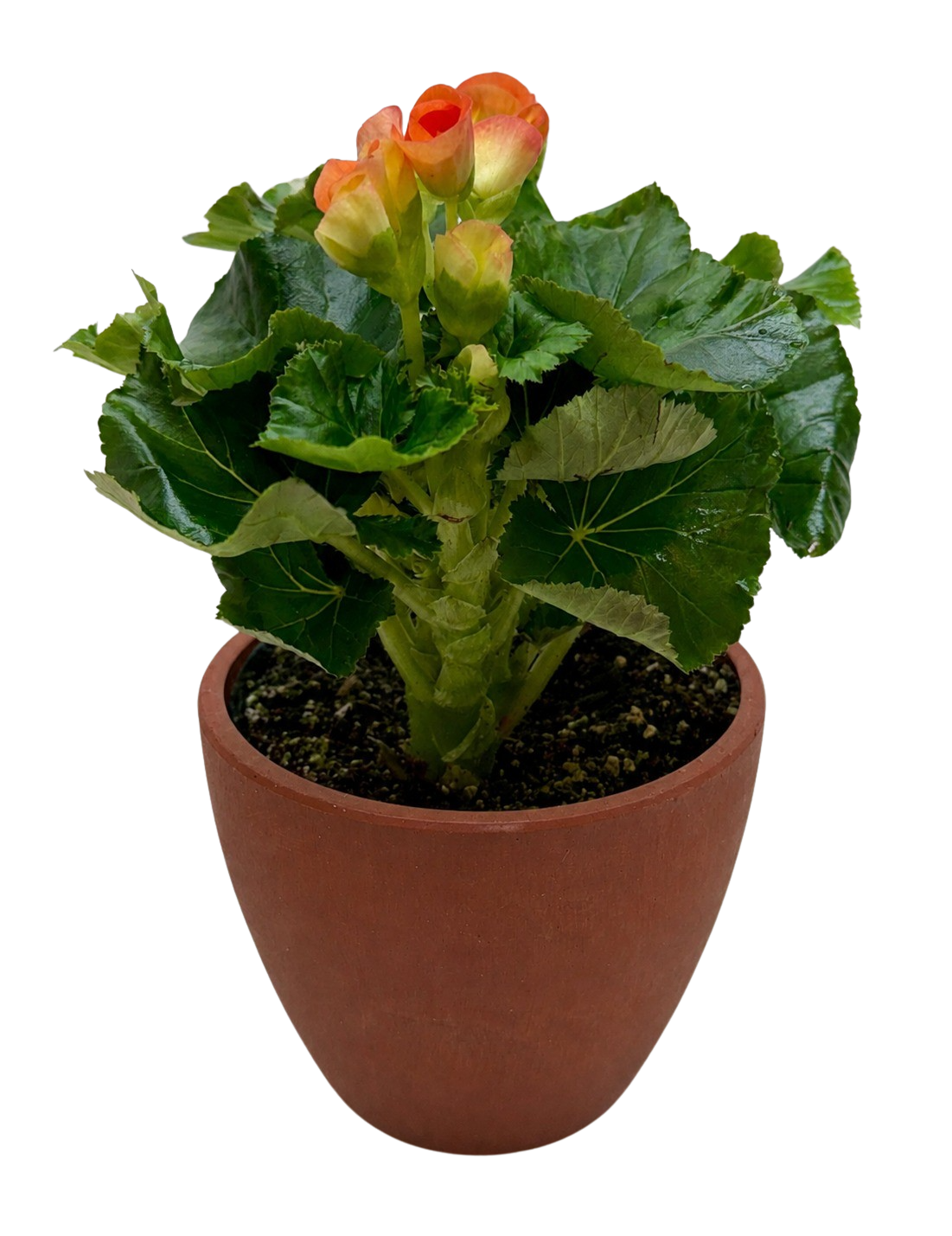 Begonia 'Reiger'
