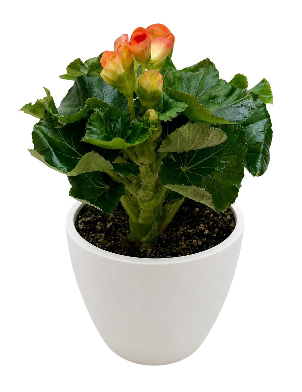 Begonia 'Reiger'