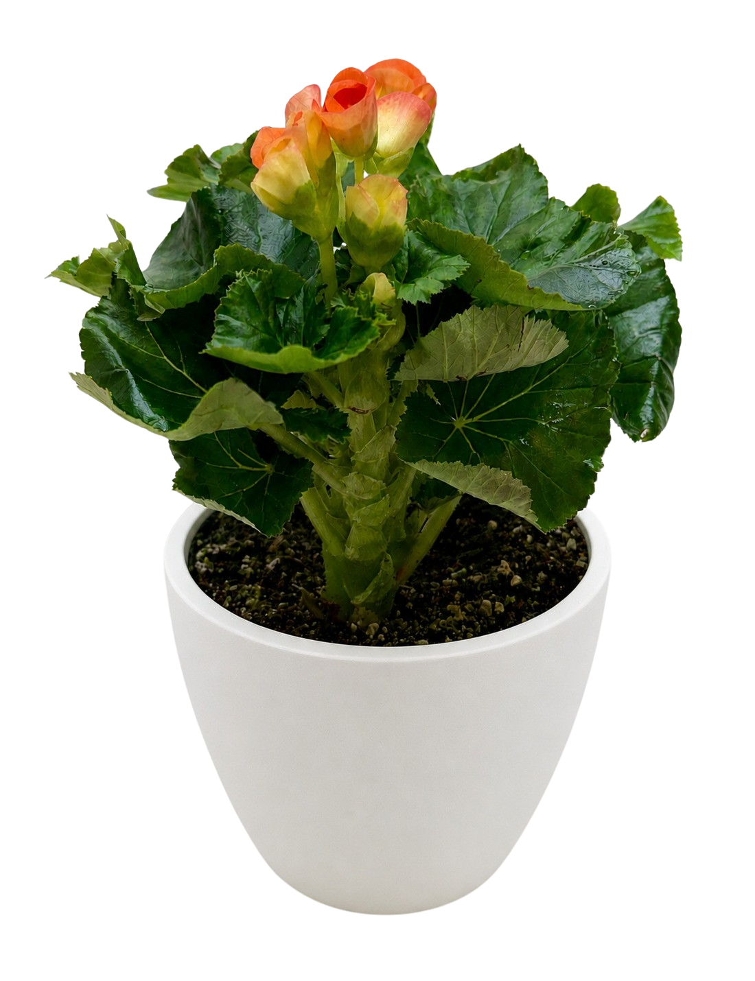 Begonia 'Reiger'