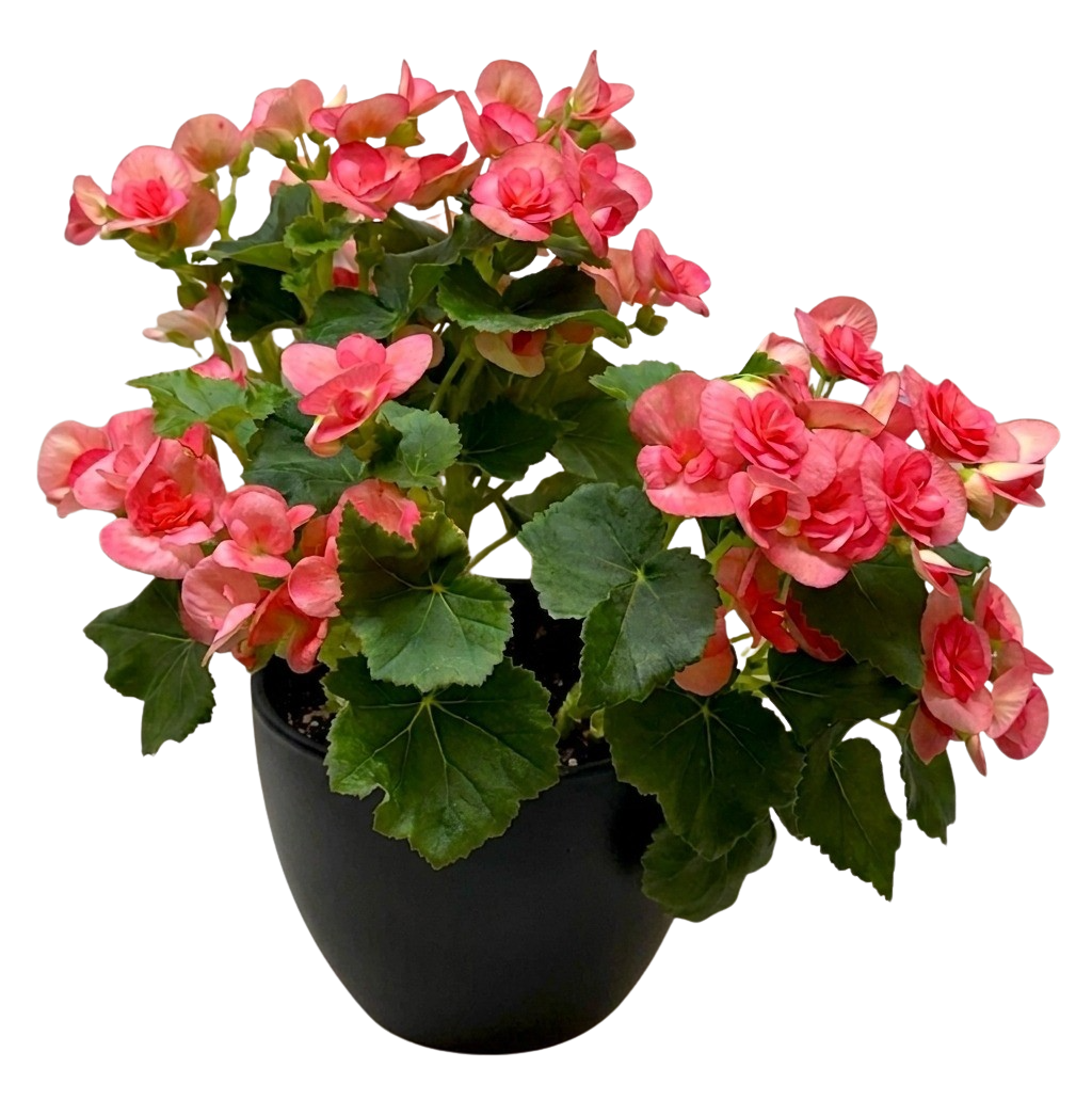 Begonia 'Reiger'